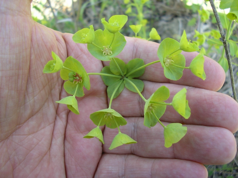 Euphorbia amygdaloides
